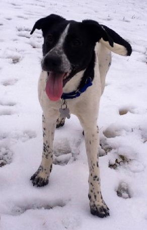 Fennway-ADOPTED 03.15.13