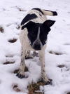 Fennway-ADOPTED 03.15.13