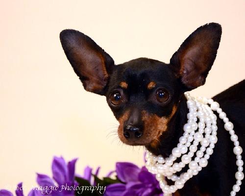 Bree - ADOPTED 02.26.13