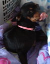 Bree - ADOPTED 02.26.13