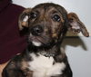 Mikey - ADOPTED 03.23.13