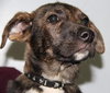 Mikey - ADOPTED 03.23.13