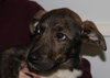 Mikey - ADOPTED 03.23.13