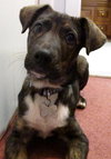 Mikey - ADOPTED 03.23.13