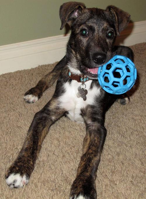 Mikey - ADOPTED 03.23.13