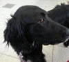 Primrose & Priscilla-ADOPTED 03.02.13
