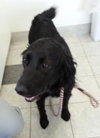 Primrose & Priscilla-ADOPTED 03.02.13