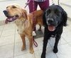 Priscilla & Primrose-ADOPTED 03.02.13