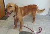 Priscilla & Primrose-ADOPTED 03.02.13