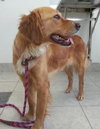 Priscilla & Primrose-ADOPTED 03.02.13