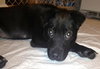 Swiper - ADOPTED 07.29.13
