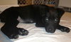 Swiper - ADOPTED 07.29.13