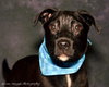 Swiper - ADOPTED 07.29.13
