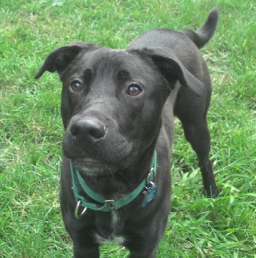 Swiper - ADOPTED 07.29.13