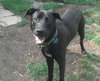 Swiper - ADOPTED 07.29.13