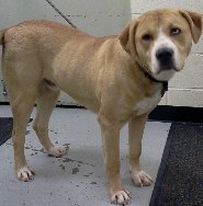 Francisco-ADOPTED 02.21.13