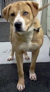 Francisco-ADOPTED 02.21.13