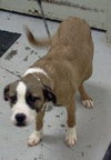 Soda-ADOPTED 03.02.13