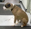Soda-ADOPTED 03.02.13
