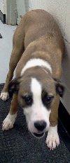 Soda-ADOPTED 03.02.13