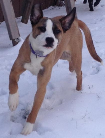 Soda-ADOPTED 03.02.13