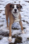 Soda-ADOPTED 03.02.13