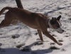 Soda-ADOPTED 03.02.13