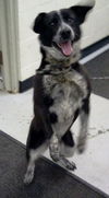 Mary Kate-ADOPTED 02.23.13