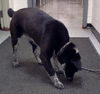Mary Kate-ADOPTED 02.23.13