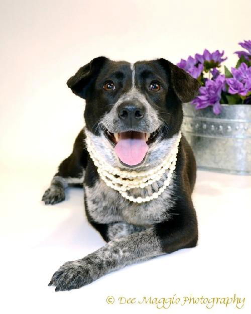 Mary Kate-ADOPTED 02.23.13