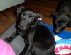 Wg Litter Velvet - ADOPTED 03.23.13