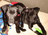 Wg Litter Smoochie - ADOPTED 03.15.13