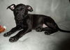 Wg Litter-Aphrodite - ADOPTED 04.07.13