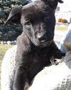 Wg Litter-Aphrodite - ADOPTED 04.07.13