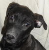 Wg Litter-Aphrodite - ADOPTED 04.07.13