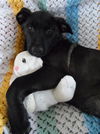 Wg Litter-Aphrodite - ADOPTED 04.07.13