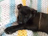 Wg Litter-Aphrodite - ADOPTED 04.07.13