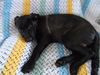 Wg Litter-Aphrodite - ADOPTED 04.07.13