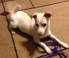 Fred-ADOPTED 05.30.13