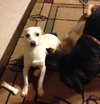 Fred-ADOPTED 05.30.13