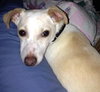 Fred-ADOPTED 05.30.13
