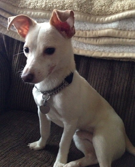 Fred-ADOPTED 05.30.13