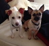Fred-ADOPTED 05.30.13