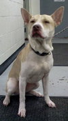 Felicity - ADOPTED 06.10.14