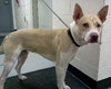 Felicity - ADOPTED 06.10.14