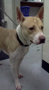Felicity - ADOPTED 06.10.14