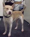 Felicity - ADOPTED 06.10.14