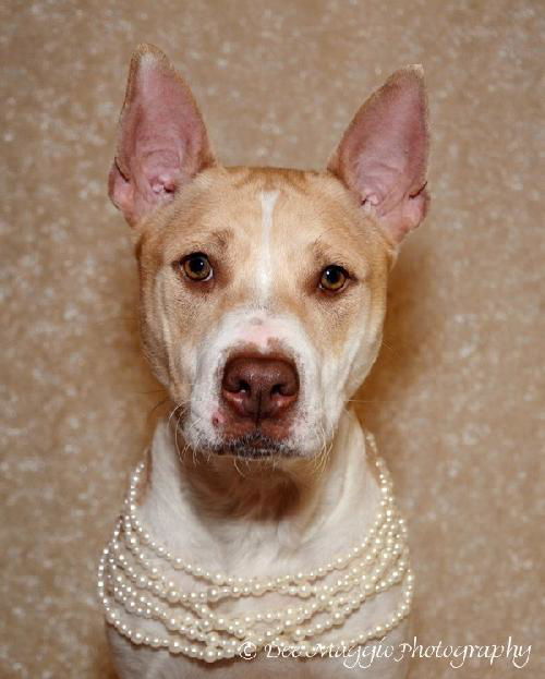 Felicity - ADOPTED 06.10.14