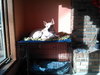 Felicity - ADOPTED 06.10.14