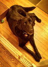 Max â¥-ADOPTED 06.05.13